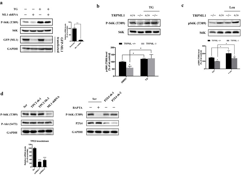 Figure 1—figure supplement 1.