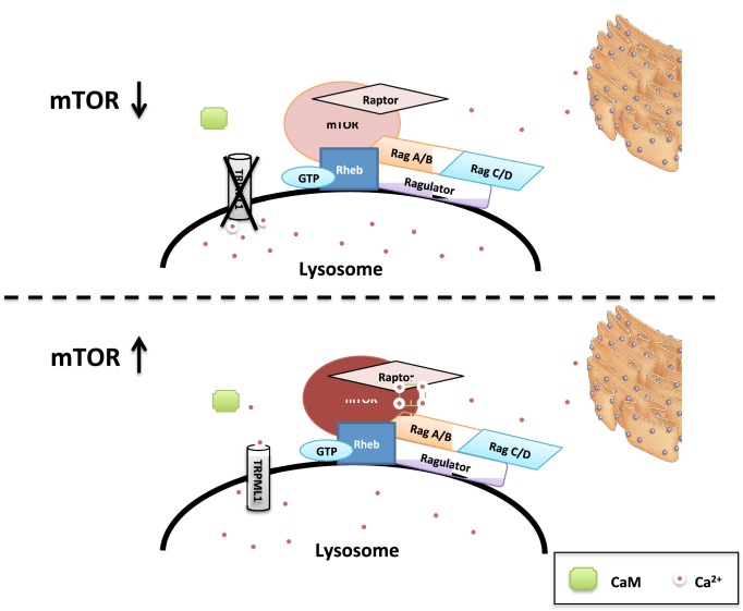 Figure 4—figure supplement 4.