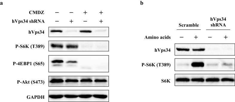 Figure 4—figure supplement 1.