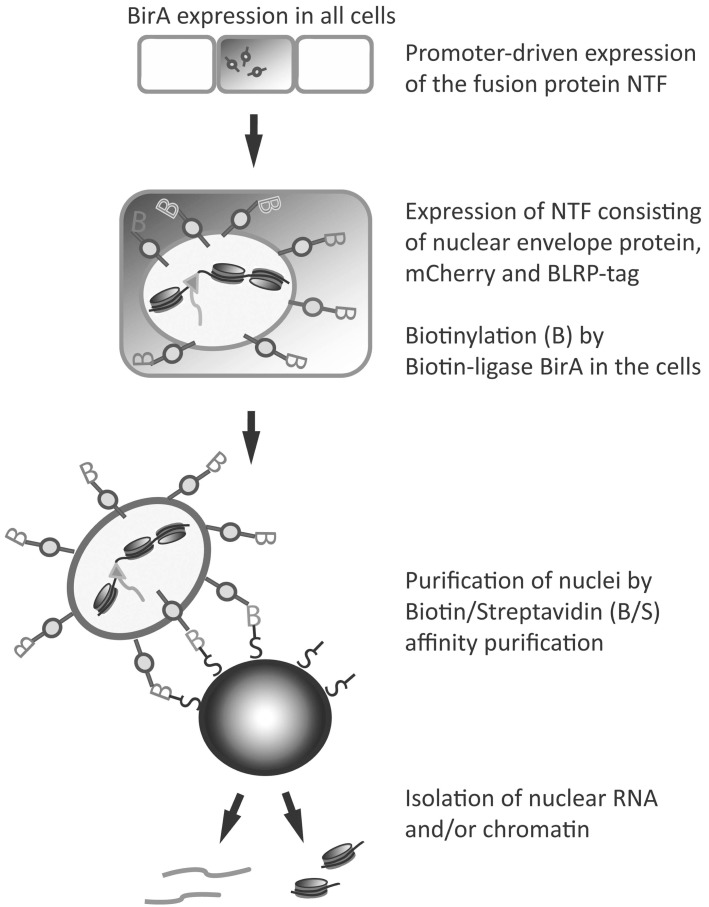 Fig. (4)