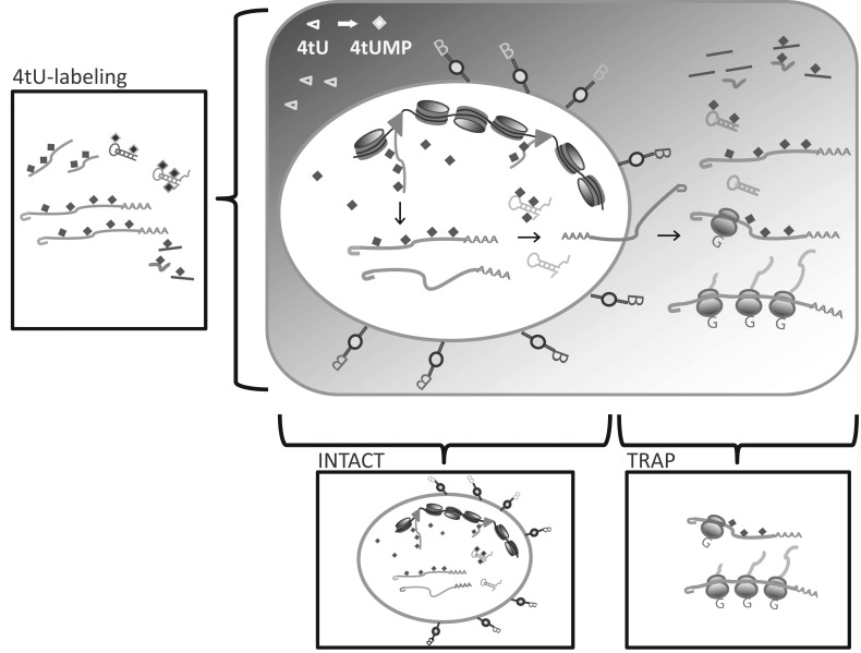 Fig. (1)