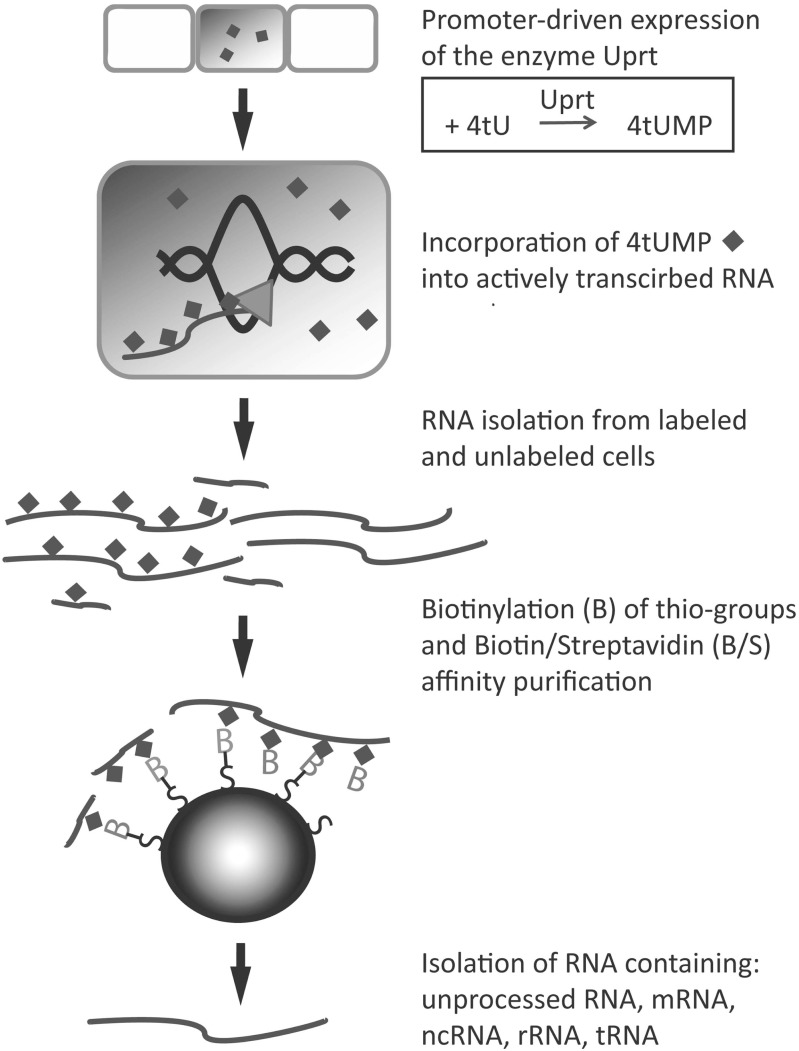 Fig. (2)