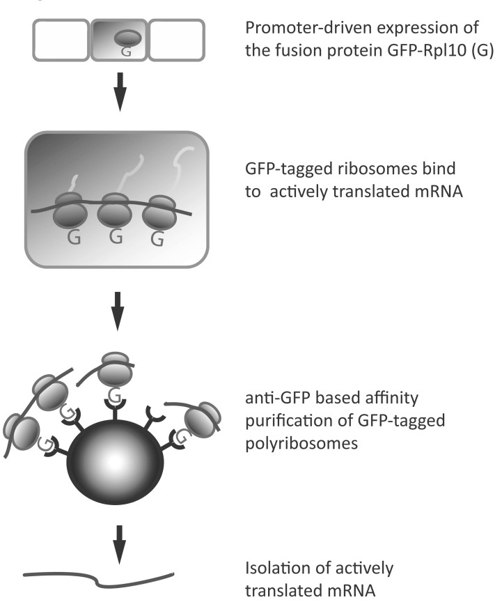 Fig. (3)