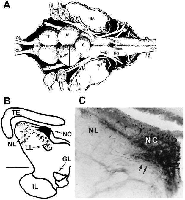 Fig. 2.