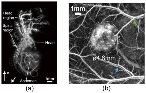 Fig. 8