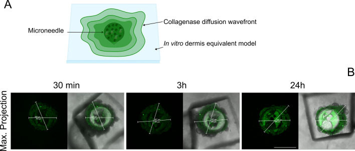 Fig. 8