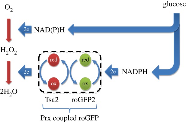 Figure 1.