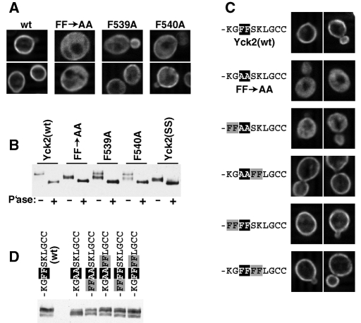 FIGURE 6: