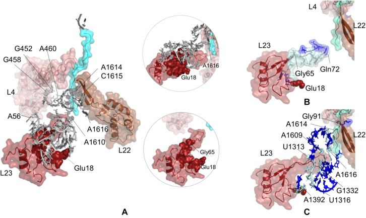 FIGURE 4