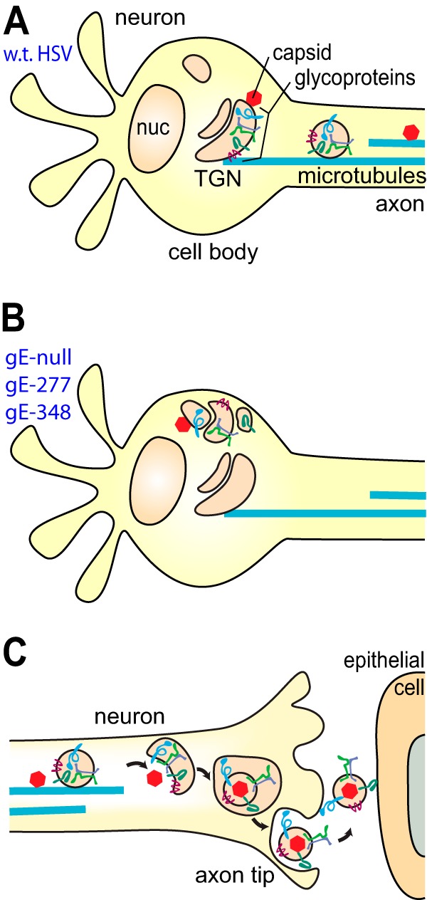 FIG 7