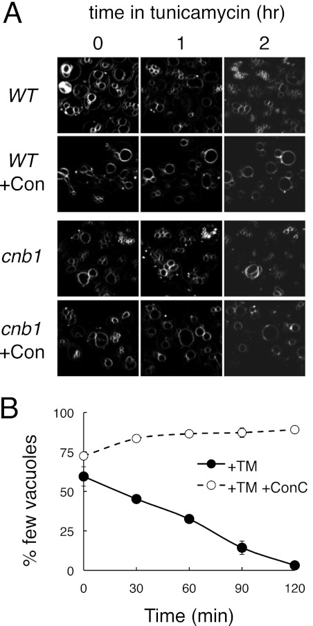 FIGURE 5.