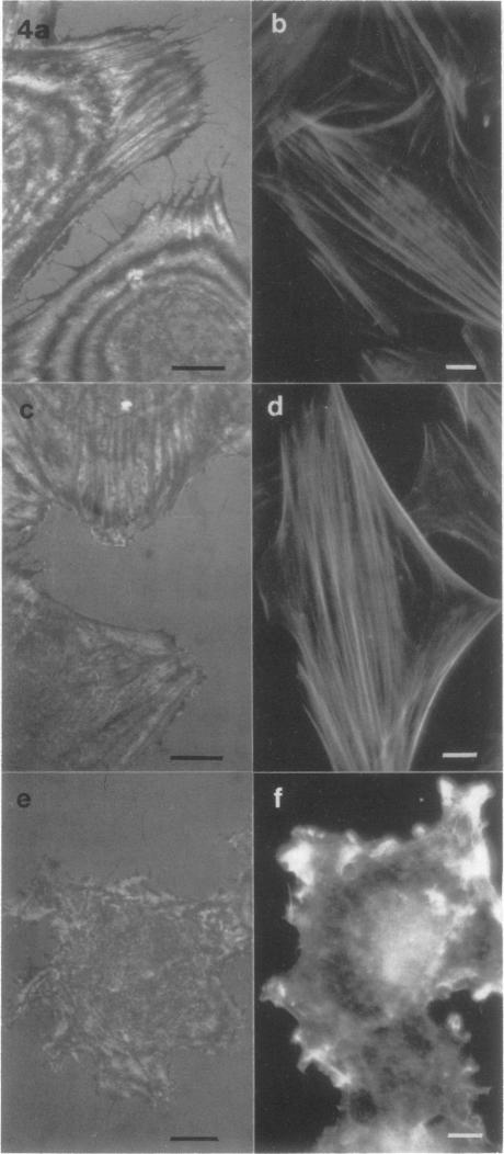 Fig.4.