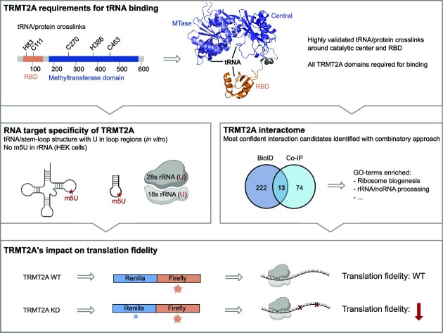 Graphical Abstract