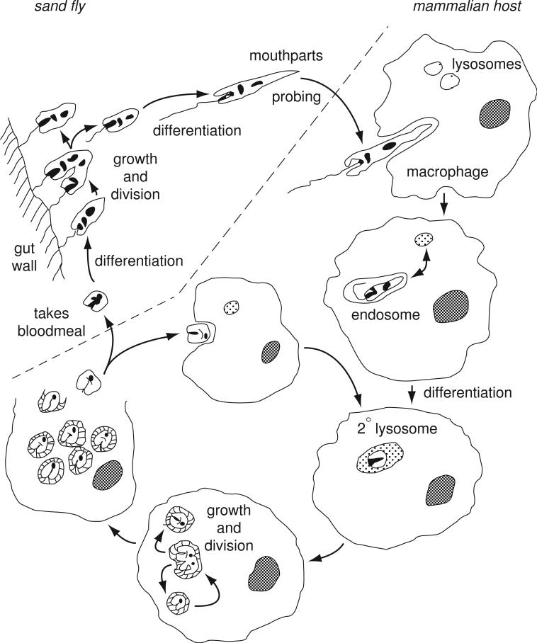 Figure 19.2.1