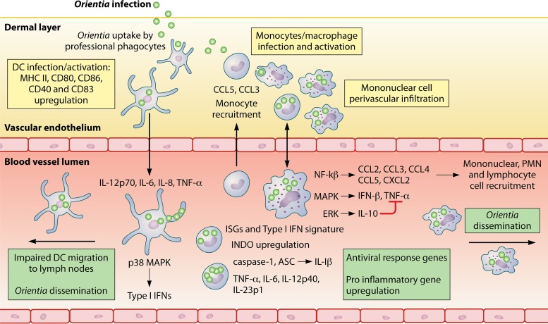 FIG 2