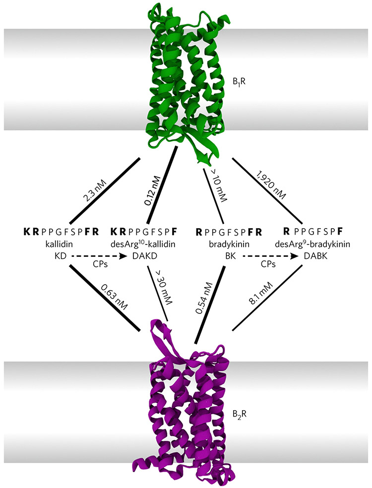 Figure 1 ∣