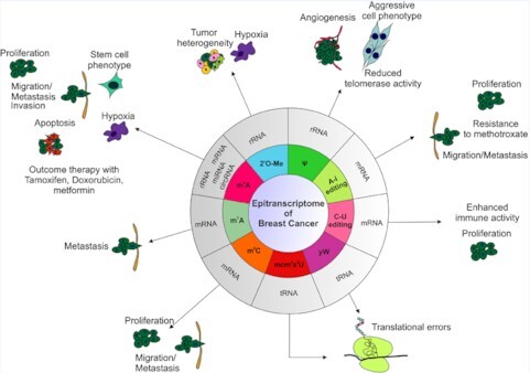 Graphical Abstract