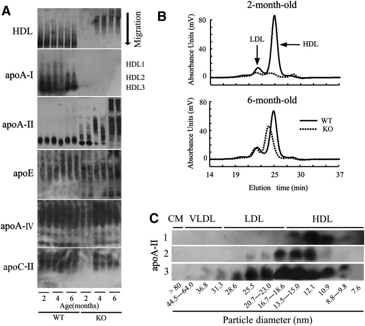 Fig.2.