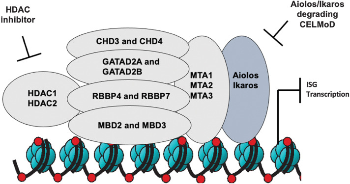 Figure 6. Model of avadomide and HDAC1/2 inhibition of NuRD complex transcriptional repression to upregulate expression of ISGs. Multipronged approach to inhibition of the NuRD complex through CELMoD mediated degradation of Aiolos and Ikaros in combination with HDAC1/2 inhibitor, resulting in increased ISG transcription and synergistic antiproliferative activity in DLBCL cells.
