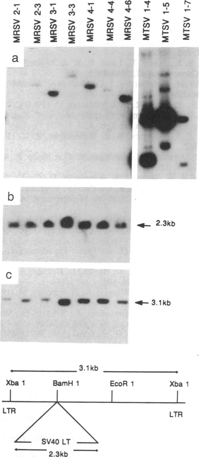 graphic file with name pnas01059-0023-a.jpg