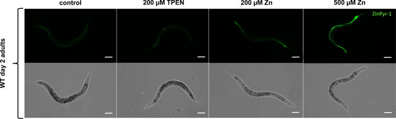 Figure 3: