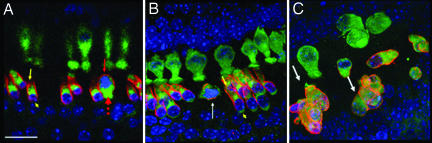 Fig. 4.