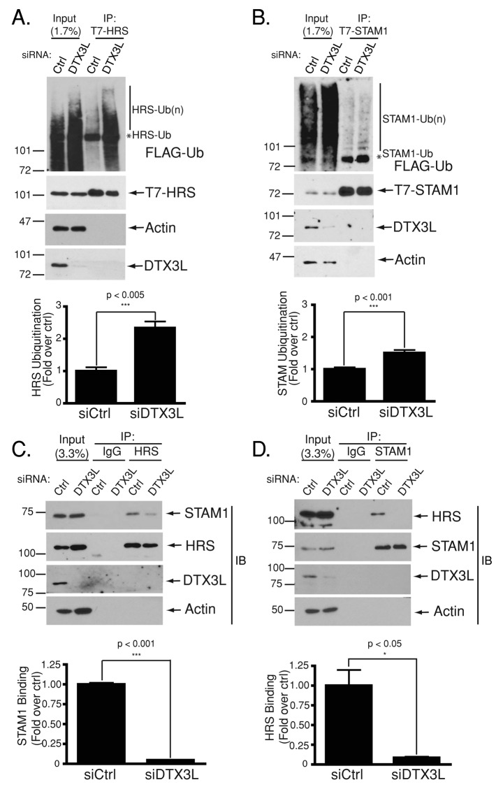 FIGURE 5: