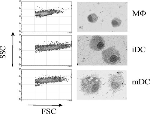 FIG. 1.