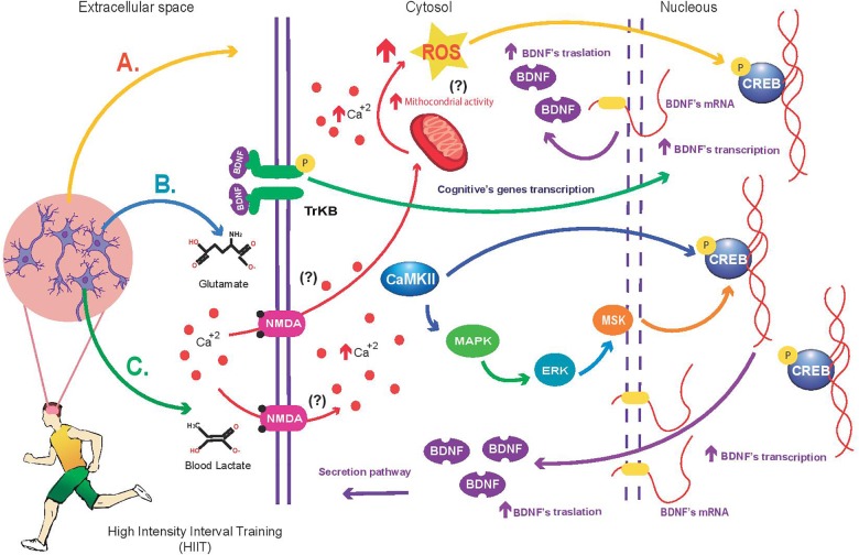 FIGURE 2