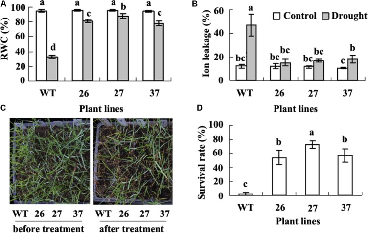 FIGURE 2