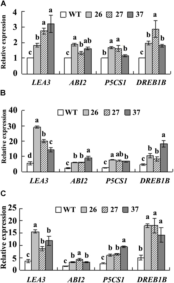 FIGURE 5