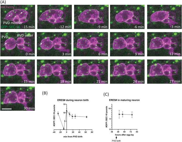 FIGURE 3: