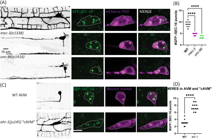 FIGURE 2: