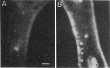 graphic file with name pnas00261-0120-b.jpg