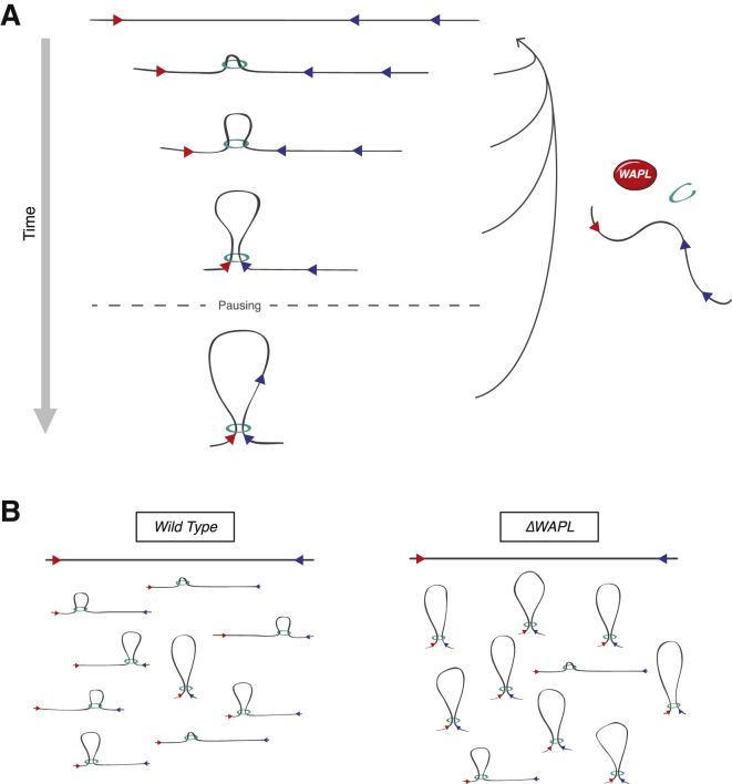 Figure 7