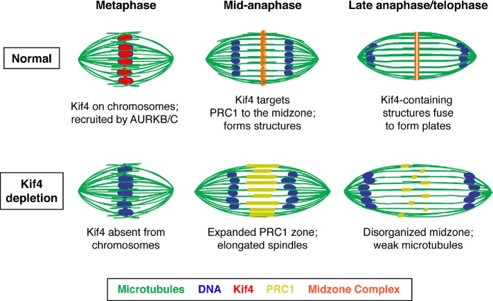 FIGURE 7: