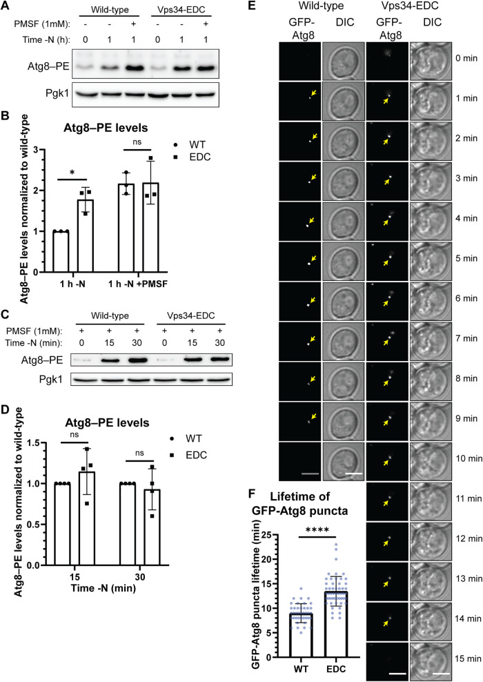 FIGURE 4: