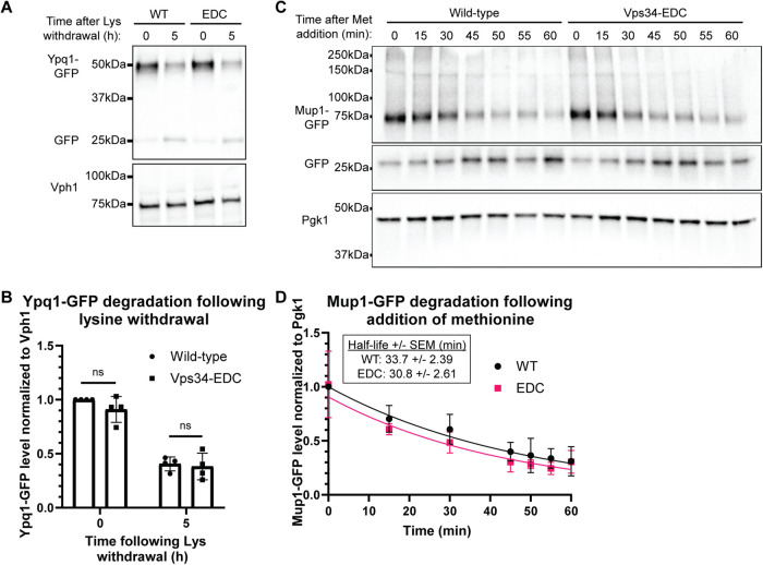 FIGURE 3: