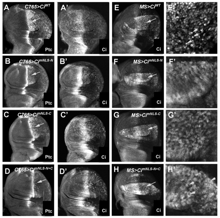 Fig. 3.