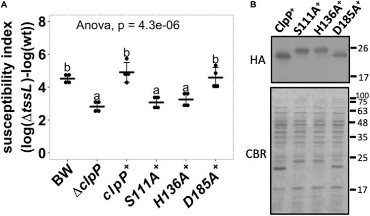 FIGURE 4