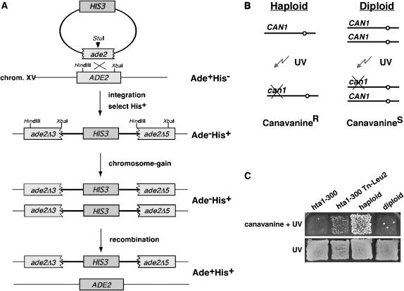 Figure 1.