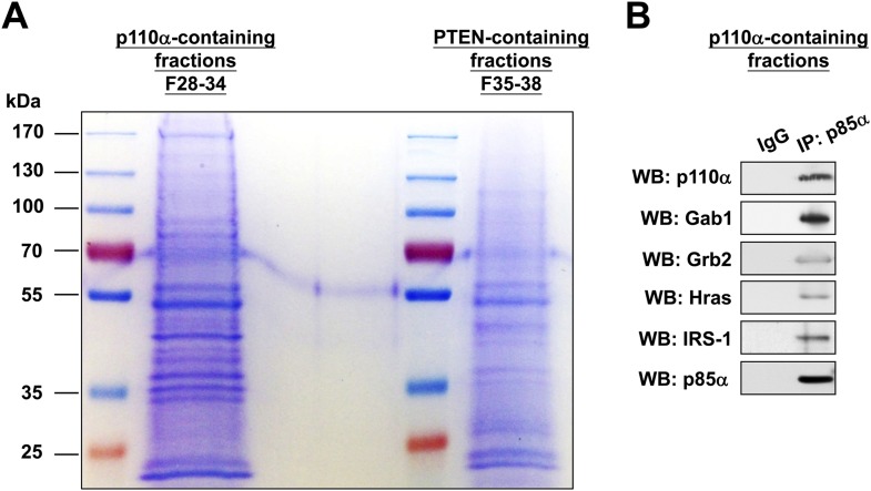 Figure 4—figure supplement 1.