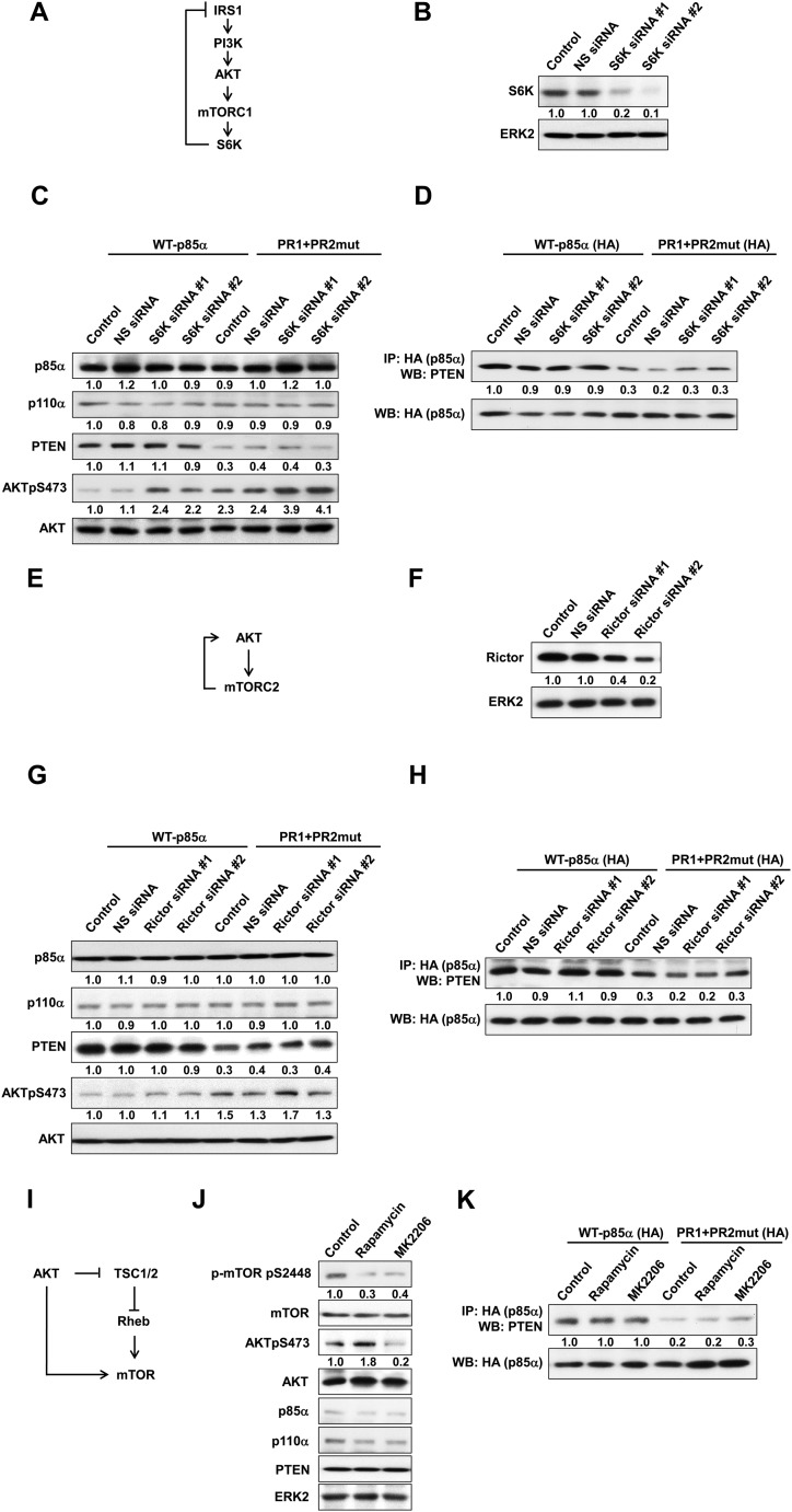 Figure 2—figure supplement 1.