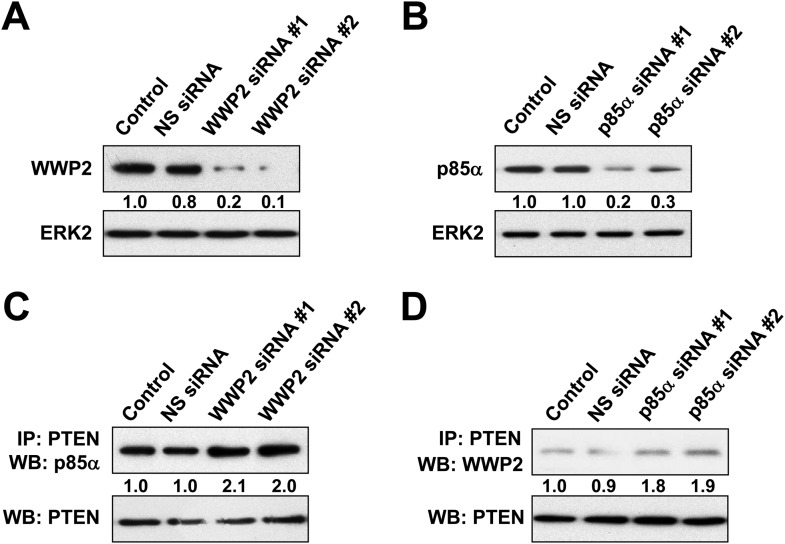 Figure 3—figure supplement 2.