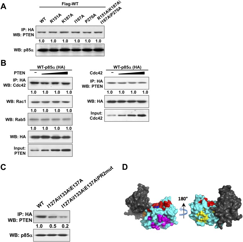 Figure 6—figure supplement 1.