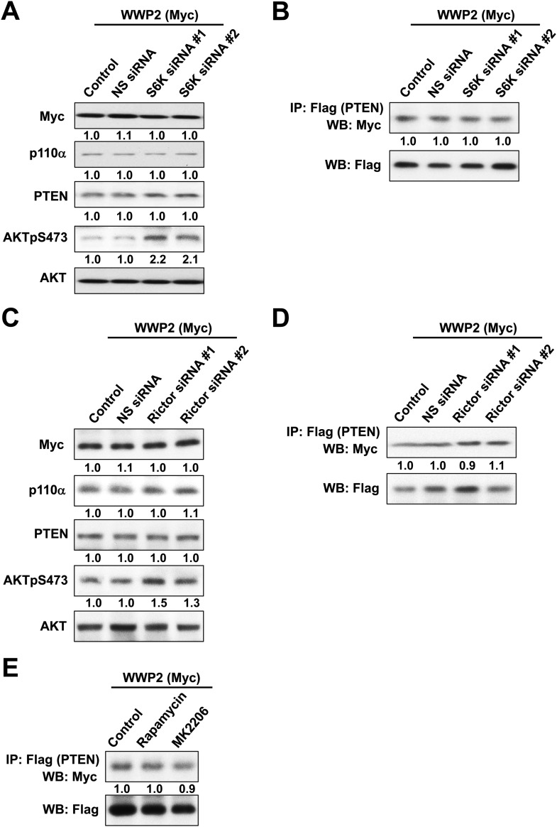 Figure 3—figure supplement 1.