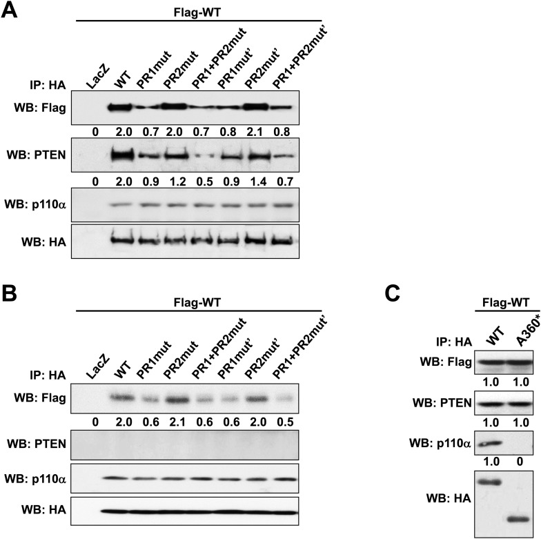 Figure 1—figure supplement 4.