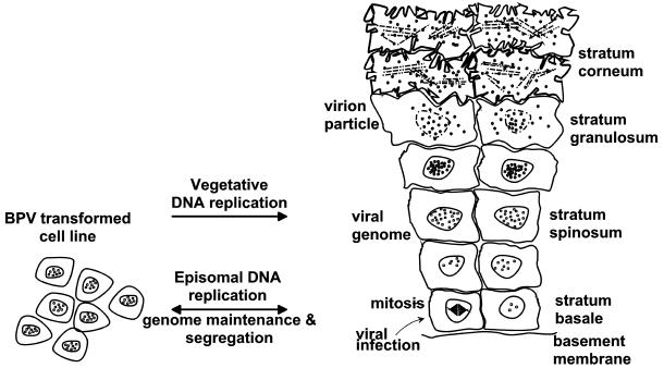 FIG. 6