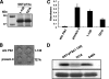 FIGURE 11.