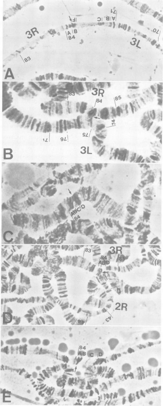 Fig. 9.